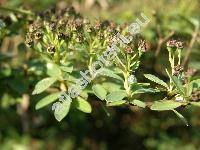 Spiraea x arguta Zab. (Spiraea multiflora Zabel x Spiraea thunbergii Blume)