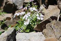 Gypsophila cerastioides Don (Timaeosia cerastioides (Don) Klotzsch., Acanthophyllum cerastioides (Don) Madh. et Zarre)