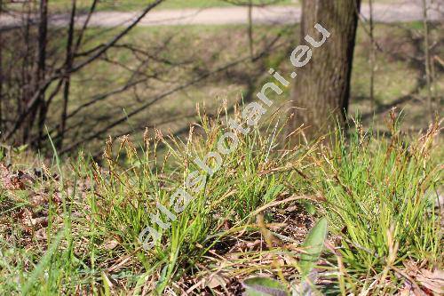 Carex digitata L.