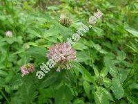 Trifolium pratense L.