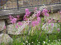 Lychnis viscaria L. 'Rosea' (Viscaria vulgaris Bernh., Steris viscaria (L.) Rafin.)