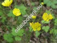 Ranunculus acris subsp. frieseanus