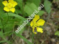 Ranunculus acris subsp. frieseanus