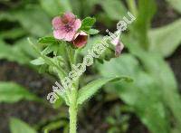 Cynoglossum montanum L. (Cynoglossum haenkei Schult., Cynoglossum hungaricum Simk.)