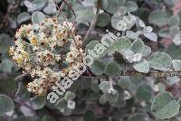 Helichrysum petiolare (Helichrysum petiolare Hill. et Burtt, Helichrysum petiolatum (L.) DC., Gnaphalium lanatum)