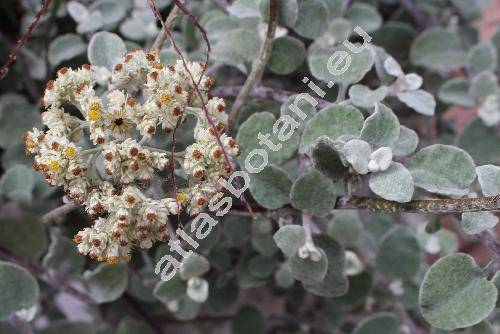 Helichrysum petiolare (Helichrysum petiolare Hill. et Burtt, Helichrysum petiolatum (L.) DC., Gnaphalium lanatum)