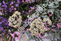 Helichrysum petiolare (Helichrysum petiolare Hill. et Burtt, Helichrysum petiolatum (L.) DC., Gnaphalium lanatum)