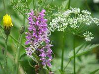 Dactylorhiza majalis (Rchb.) Hunt et Summerh. (Orchis majalis Rchb., Orchis latifolia L.)