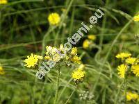 Hieracium caespitosum Dum. (Hieracium pratense Tausch, Hieracium collinum, Pilosella caespitosa (Dum.) Sell et West)