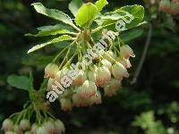 Enkianthus campanulatus (Miq.) Nichols. (Andromeda campanulata Miq.)