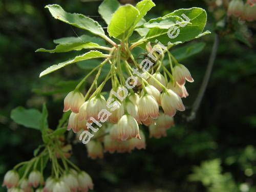 Enkianthus campanulatus (Miq.) Nichols. (Andromeda campanulata Miq.)