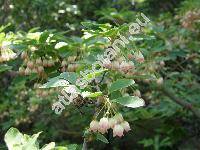 Enkianthus campanulatus (Miq.) Nichols. (Andromeda campanulata Miq.)