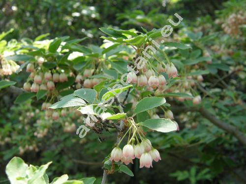Enkianthus campanulatus (Miq.) Nichols. (Andromeda campanulata Miq.)