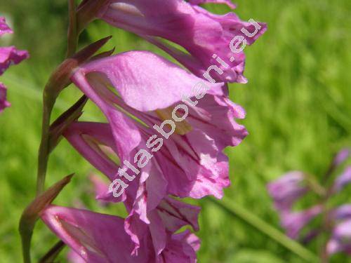 Gladiolus imbricatus L. (Gladiolus rossicus Pers., Gladiolus tenuis Bieb.)