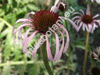 Echinacea angustifolia DC. (Rudbeckia angustifolia (L.) L.-unresolved)