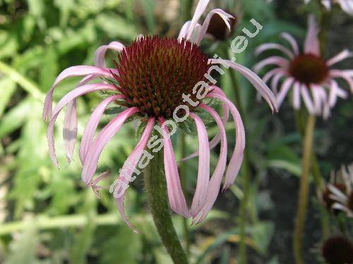 Echinacea angustifolia DC. (Rudbeckia angustifolia (L.) L.-unresolved)