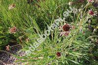 Echinacea angustifolia DC. (Rudbeckia angustifolia (L.) L.-unresolved)