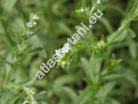 Lappula squarrosa (Retz.) Dum. (Myosotis squarrosa Retz., Lappula echinata Gilib.)