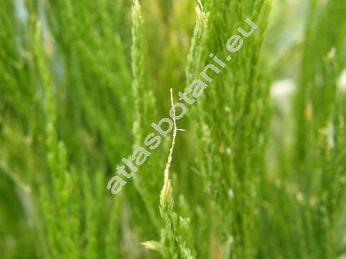 Asparagus plumosus Bak. 'Pyramidalis' (Asparagus setaceus Jessop, Protasparagus plumosus (Bak.) Oberm.)