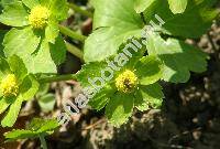 Hacquetia epipactis (Scop.) DC. (Astrantia epipactis Scop., Sanicula epipactis Krause, Dondia)