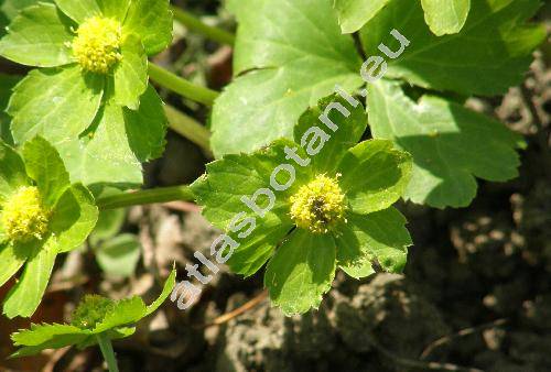 Hacquetia epipactis (Scop.) DC. (Astrantia epipactis Scop., Sanicula epipactis Krause, Dondia)