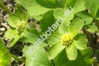 Hacquetia epipactis (Scop.) DC. (Astrantia epipactis Scop., Sanicula epipactis Krause, Dondia)