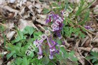 Corydalis solida (L.) Clairv. (Fumaria bulbosa Mill., Fumaria halleri Willd., Corydalis digitata (Schrank) Pers.)