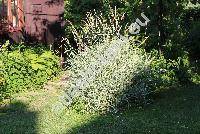 Phalaris arundinacea L. var. picta (Baldingera arundinacea (L.) Dum., Phalaroides arundinacea (L.) Rausch.)