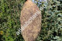 Adansonia grandidieri Baill.