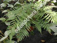 Dicksonia antarctica Lab. (Balantium antarcticum (Lab.) C. Presl)