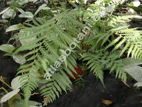 Dicksonia antarctica Lab. (Balantium antarcticum (Lab.) C. Presl)