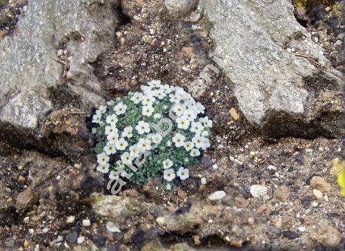 Androsace vandellii (Turra) Chiov.