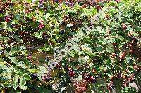 Rubus 'Thornfree'