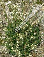 Androsace armeniaca Duby (Primula)