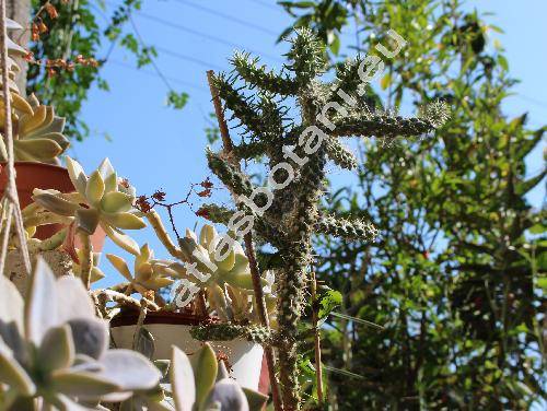 Opuntia spp.