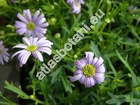 Brachyscome iberidifolia Benth. (Brachycome iberidifolia)