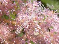 Astilbe x arendsii Arends 'Hyacinth'