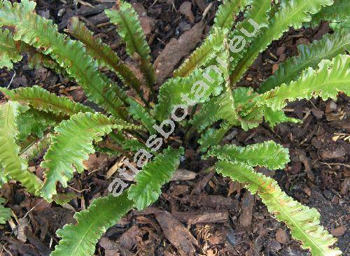 Phyllitis scolopendrium 'Cristatum' (Asplenium scolopendrium L.)