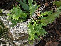 Phyllitis scolopendrium 'Marginatum' (Asplenium scolopendrium L.)