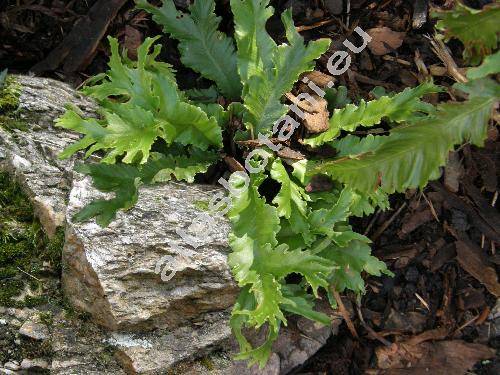 Phyllitis scolopendrium 'Marginatum' (Asplenium scolopendrium L.)