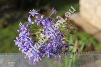 Scilla peruviana L. (Ornithogalum, Scilla clusii Parl., Hyacinthus)