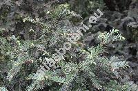 Cephalotaxus harringtonii (Forb.) Koch (Cephalotaxus drupacea, Cephalotaxus harringtonii var. drupacea, Cephalotaxus drupacea var. harringtonii)