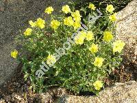 Helianthemum lunulatum (All.) DC. (Cistus lunulatus All.)