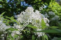 Deutzia gracilis Sieb. et Zucc.