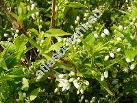 Deutzia gracilis Sieb. et Zucc.