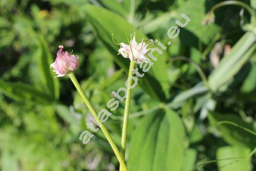 Allium vineale L.