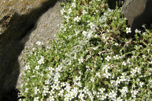 Arenaria tetraquetra L.