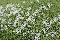 Arenaria tetraquetra L.