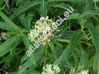 Asclepias incarnata 'Ice Ballet' (Asclepias incarnata L.)