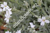 Cerastium tomentosum L. (Cerastium album Presl, Stellaria tomentosa Link)